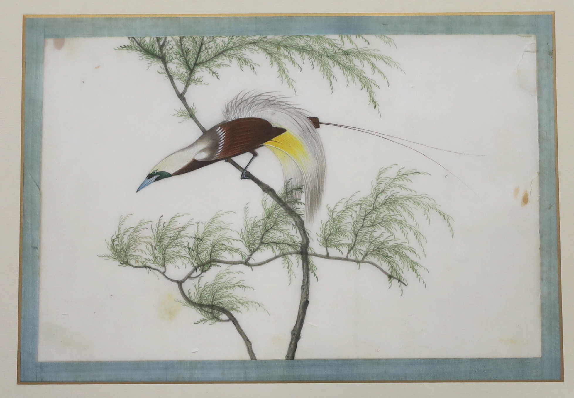 A set of thirteen Chinese pith paintings of birds perched on branches, Daoguang period (1821-50)